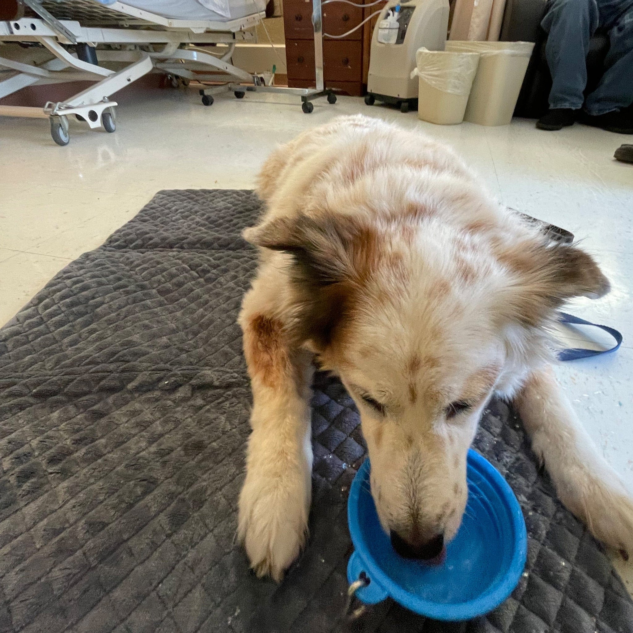 YUCKY PUPPY Folding Travel Dog Mat