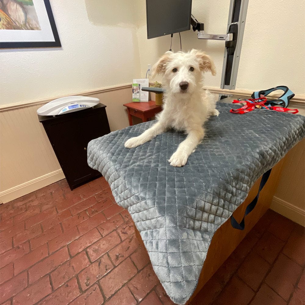 YUCKY PUPPY Folding Travel Dog Mat