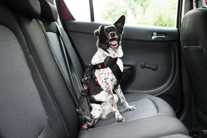 National Pet Travel Safety Day: 25 Tips to Know Before You Travel!